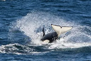 Transient: Killer whale, Transient type - whale re-entering