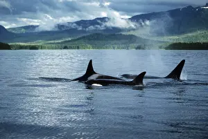 Killer: Killer whales Killer whales