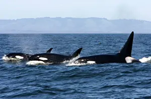 Transient: Killer whales/ Orca - transient type