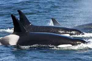 Transient: Killer whales/ Orca - transient type