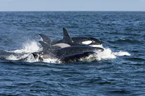 Transient: Killer whales/ Orca - transient type