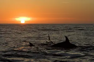 Attacked: Killer whales / Orcas - A pod of Transient type