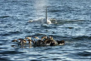 Attacked: Killer whales / Orcas - A pod of Transient type
