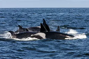 Attacked: Killer whales / Orcas - A pod of Transient type