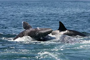Pushed: Killer whales / Orcas - A pod of Transient type