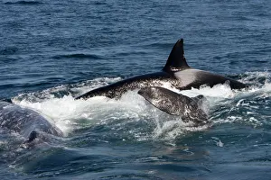 Transient: Killer whales / Orcas - A pod of Transient type