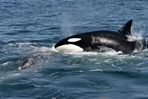 Transient: Killer whales / Orcas - A pod of Transient type