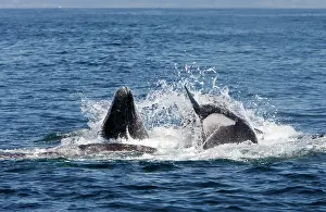 Transient: Killer whales / Orcas - A pod of Transient type