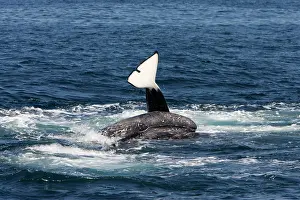 Transient: Killer whales / Orcas - A pod of Transient type