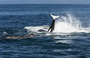Transient: Killer whales / Orcas - A pod of Transient type