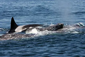 Transient: Killer whales / Orcas - A pod of Transient type