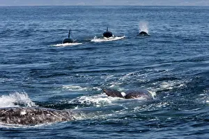 Transient: Killer whales / Orcas - A pod of Transient type