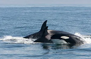 Transient: Killer Whales - Transient type