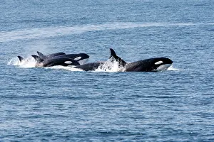 Transient: Killer Whales - Transient type