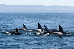 Transient: Killer Whales - Transient type