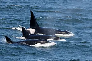 Transient: Killer Whales - Transient type