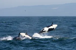 Traveling: Killer Whales - Transient type - Breaching during
