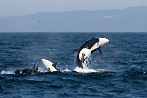 Traveling: Killer whales, Transient type - breaching during