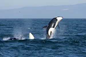 Traveling: Killer whales, Transient type - Breaching during
