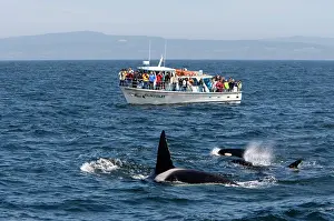 Transient: Killer Whales - Transient type - and whale watching