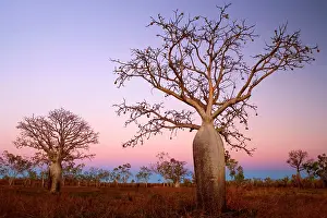 Boabs: Kimberley Baobab / Boabs - bushland and a few bizarre