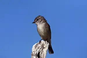 Kimberley: Kimberley Flycatcher / Brown-tailed Fllycatcher