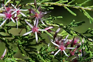Kimberley: Kimberley Heather / Kimberley Heath / Turkey Bush