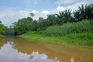 Forestation: Kinabatangan River showing destruction of