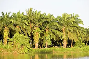 Kinabatangan: Kinabatangan River showing destruction of