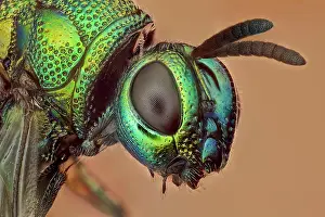 Gloss: Some kind of cucko wasp, there arer over 3000 sp