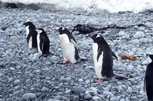 Kinds: Three Kinds of Penguins