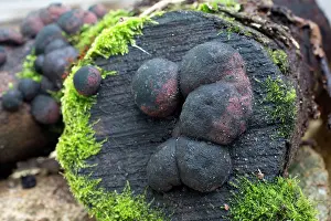 Cakes: King Alfred's Cakes Fungi - on Ash Log - Autumn