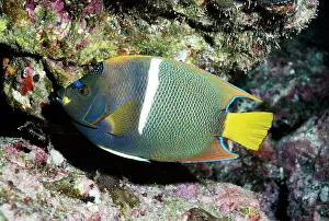 Angelfishes: KING ANGEL FISH