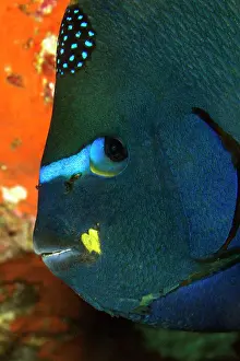 Lea Lee: King Angelfish