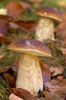 Edulis: King bolete (Boletus edulis)