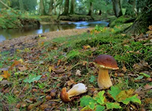 Edulis: King bolete - growing in old oak forest with river in autumn