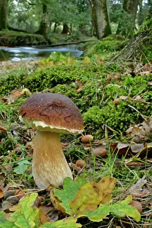 Edulis: King bolete - splendid specimen in oak forest
