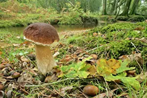 Edulis: King bolete - splendid specimen in oak forest