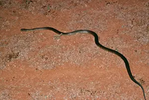 Pseudechis: King Brown / Mulga Snake