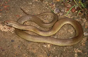 Pseudechis: King brown / Mulga snake - very dangerous