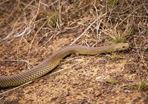 Pseudechis: King Brown / Mulga Snake - with tongue out
