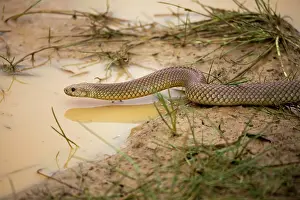 Puddles: King Brown / Mulga Snake - at a waterhole where