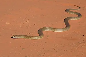 Pseudechis: King Brown Snake - Crossing the sandy road that