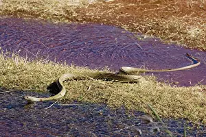 Pseudechis: King Brown Snake - Crossing water