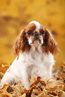 Bitch: King Charles Spaniel, bitch, Blenheim, 2 years, autumn