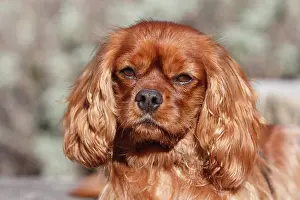 Floreana: King Charles Spaniel, male, 6 years, portrait, North