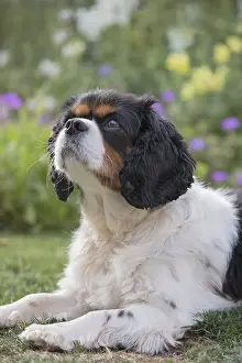 Charles: King Charles Spaniel - Norfolk UK
