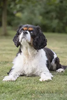 Charles: King Charles Spaniel - Norfolk UK