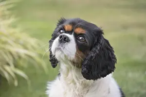 Charles: King Charles Spaniel - Norfolk UK
