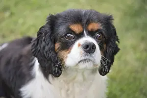 Charles: King Charles Spaniel - Norfolk UK
